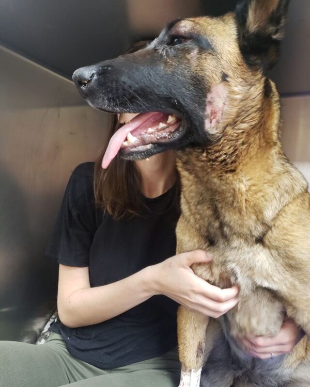 Belgian Malinois attacked by puma