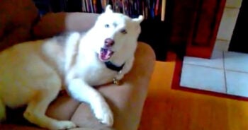Defiant Husky