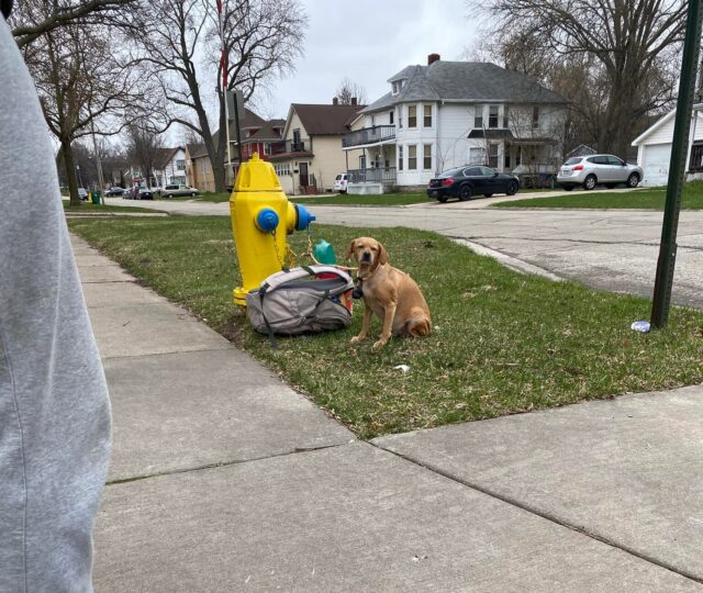 Dog abandoned in Green Bay