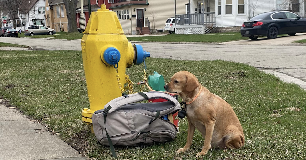 Dog abandoned by fire hydrant