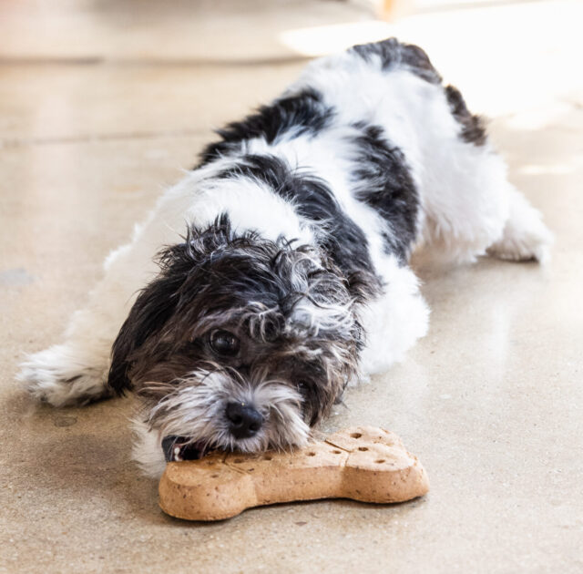 Dog eating large biscuit