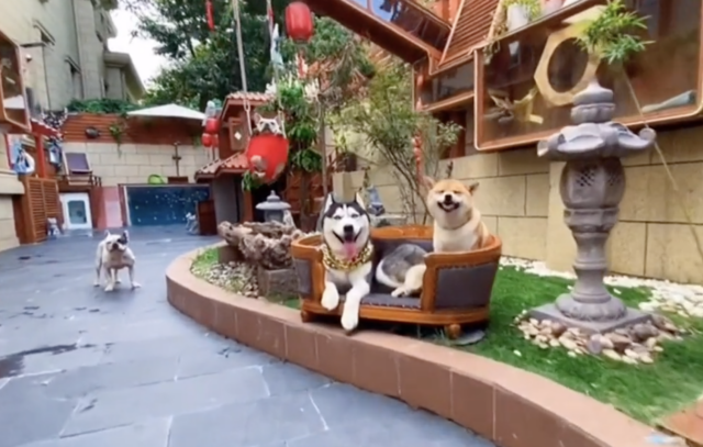 Dog mansion exterior