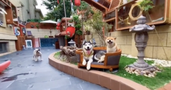 Dog mansion in China