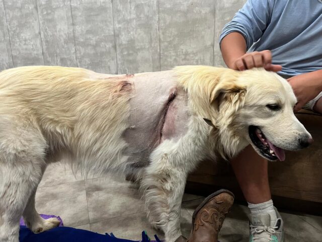 Dog recovering from arrow shot