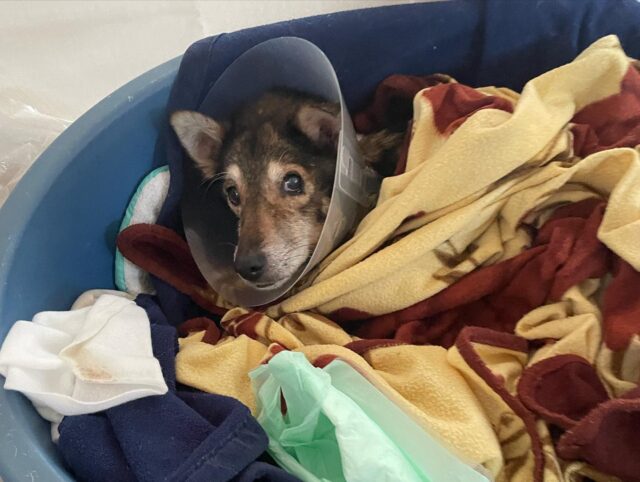 Dog rescued in Ukraine
