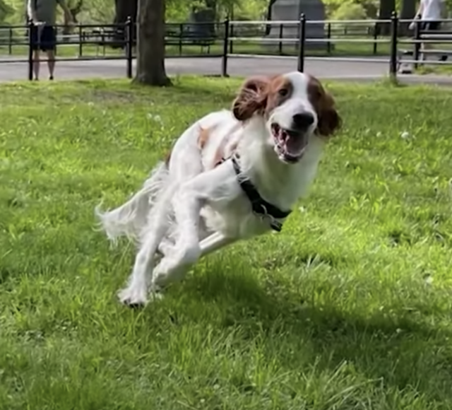Dog running in Central Park