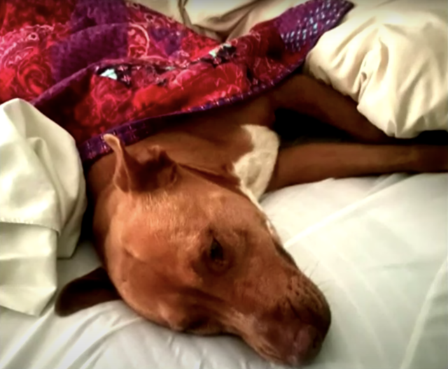 Dog sleeps in stranger's bed
