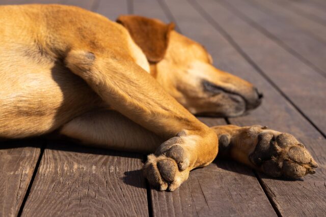 Dog sleeping with paws sticking out