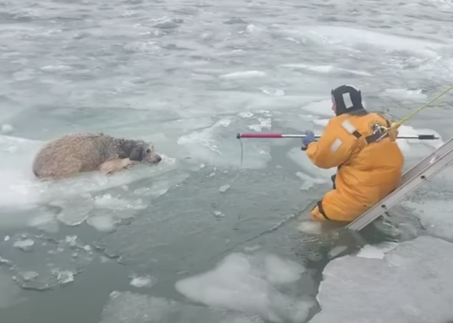 Dog stranded on floating ice