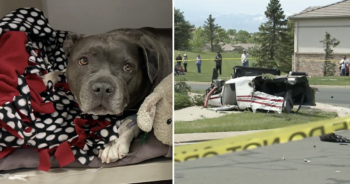 Dog survives plane crash