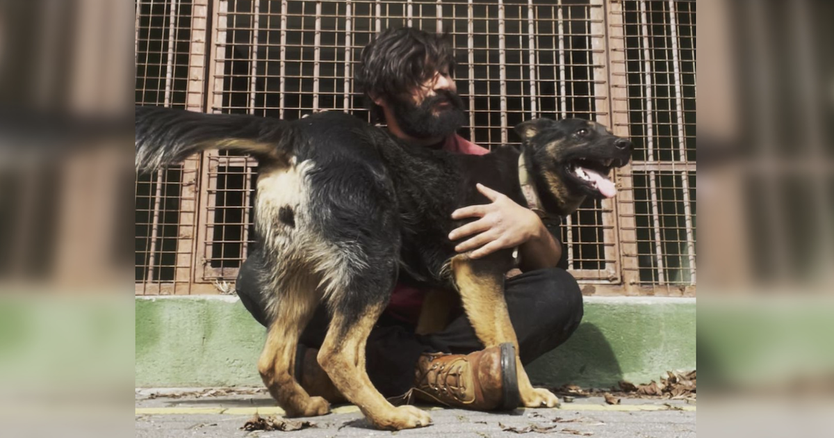 Dog trainer saves Ukraine German Shepherds