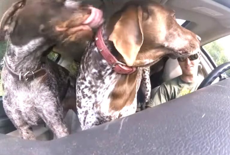 Dad Put Camera In Car To Show 4-Dogs 'Flipping Out' When They Hear They're  Going To The Dog Park - Page 2 of 2