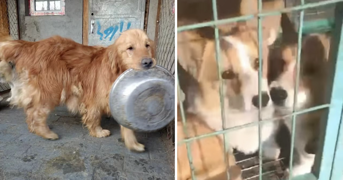 Dogs saved from slaughter