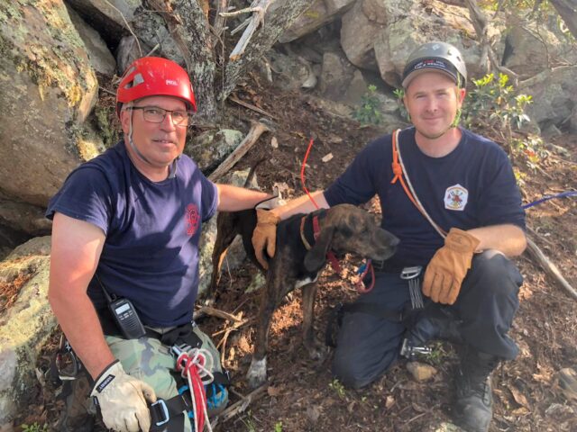 Firefighters rescue dog