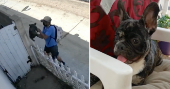 French Bulldog stolen