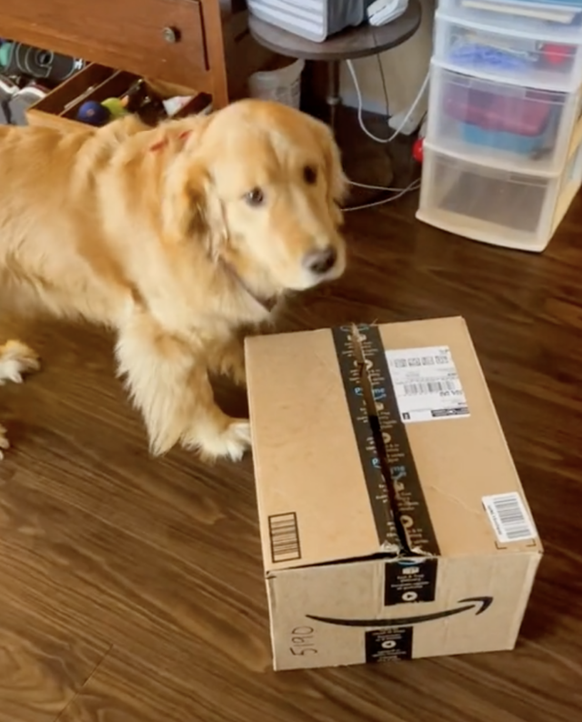 Golden Retriever gets Amazon package
