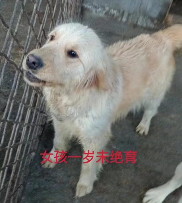 Golden Retriever rescued from slaughter