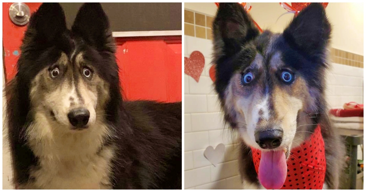 Breeder Dumps Husky At Shelter Because Of “Weird Eyes” And Can’t Sell Her