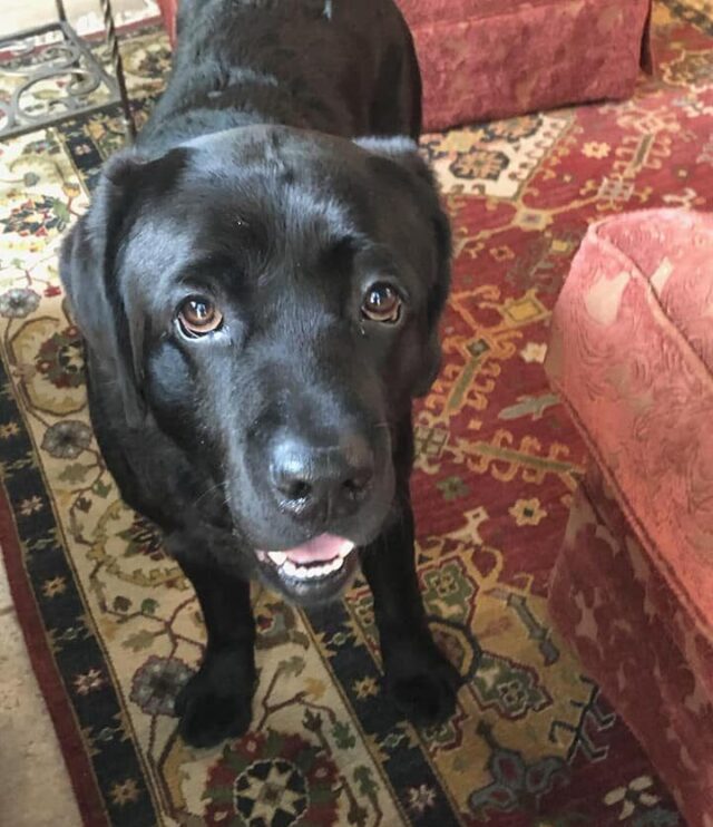 Lab saves owner with dementia