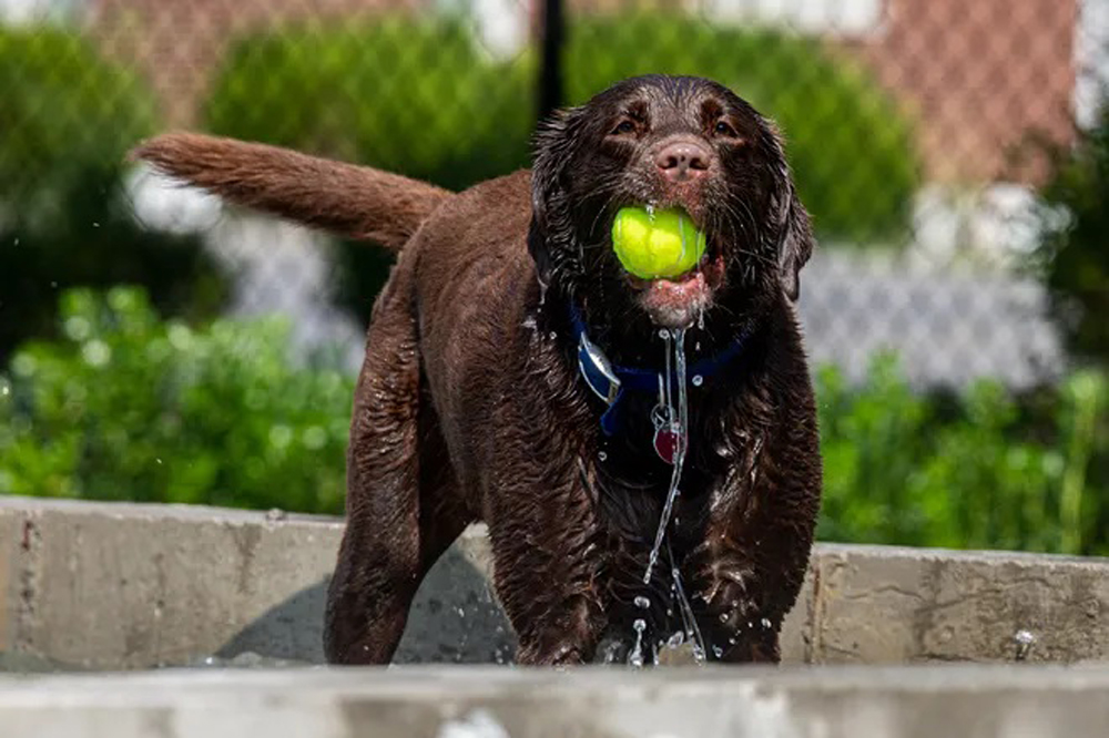 Louisville Pet Insurance