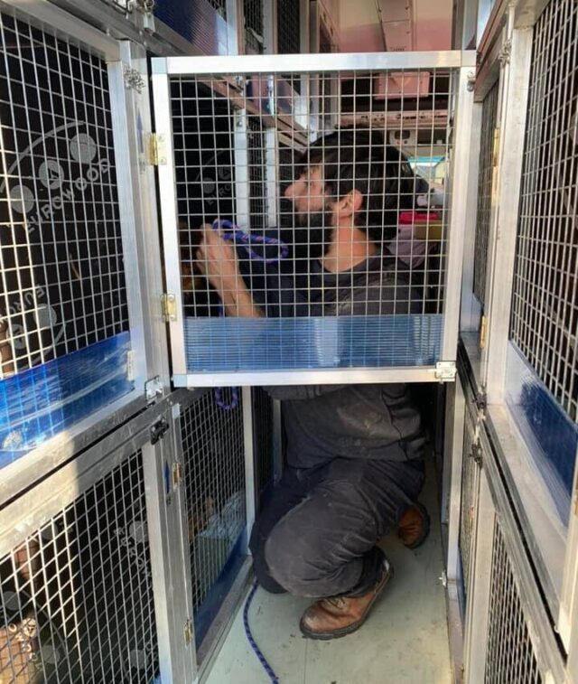 Man putting German Shepherds in kennels