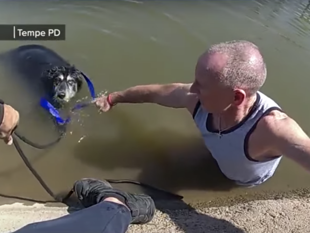 Man rescues Husky from canal
