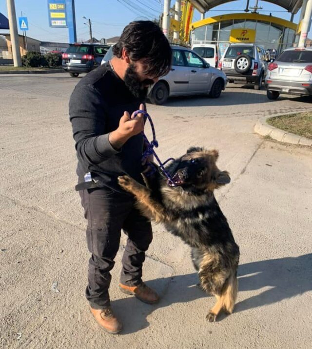 Man transporting military dog