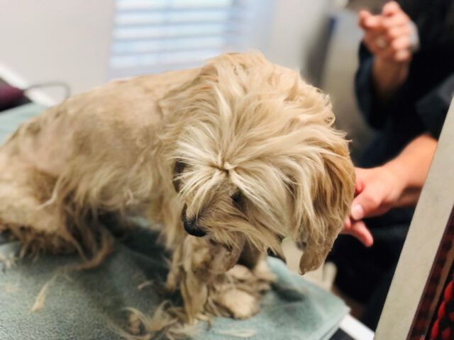 Matted dog getting haircut