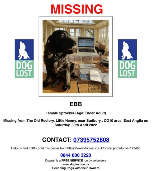 Missing senior dog poster