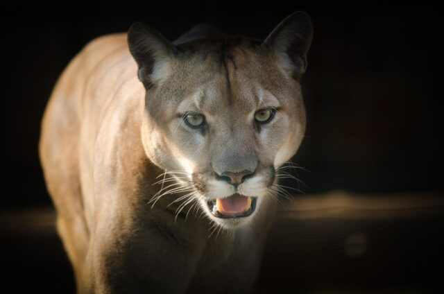 Close-up of mountain lions
