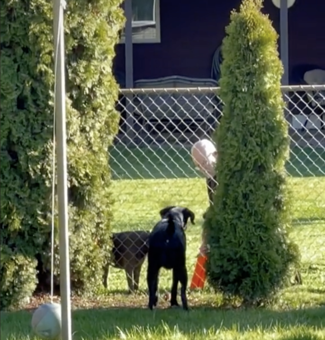 Neighbor plays fetch with dog