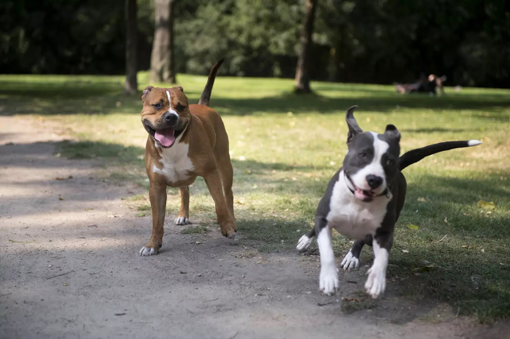 Omaha Pet Insurance