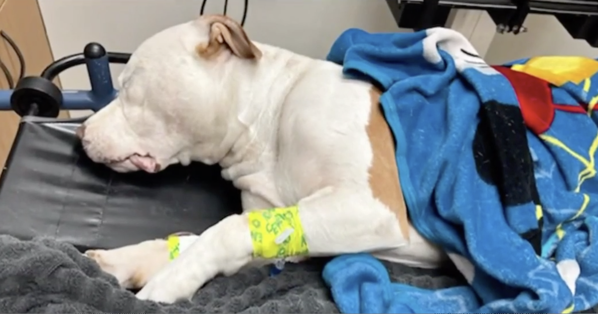 Pit Bull shot after landlord dispute