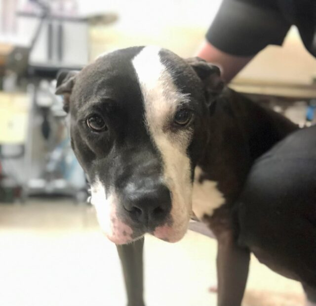 Pit Bull recovering at rescue