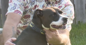 Pit Bull saves owner from stroke