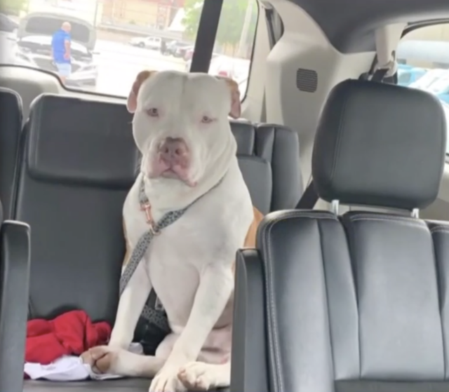 Pit Bull sitting in the car