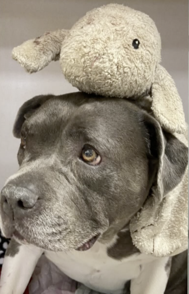 Pit Bull with stuffed animal