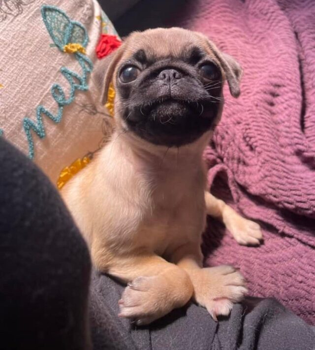 Pug puppy waiting for surgery