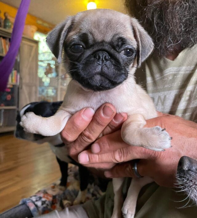 Pug has upside down paws