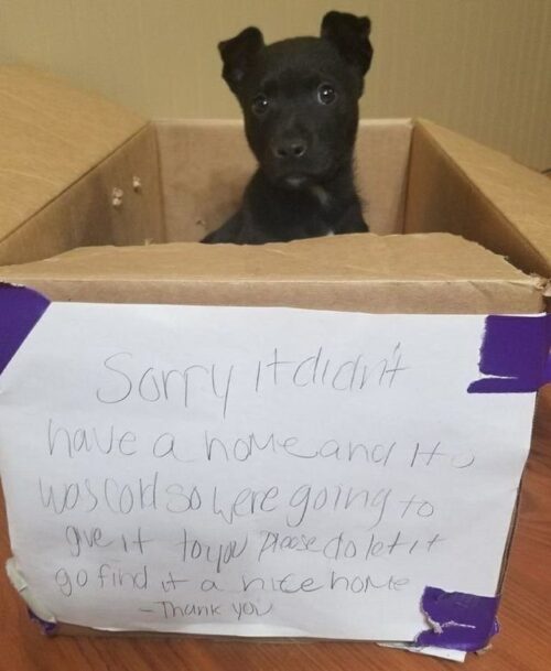 Little Boy Left A Pet In A Field At The College Door And Flees The Scene Relating To Dogs