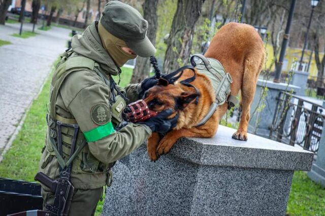 Rescued dog training in Ukraine