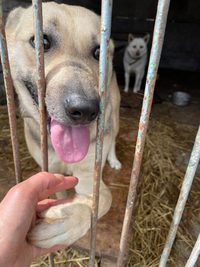 Ukraine Dog Holding Hand