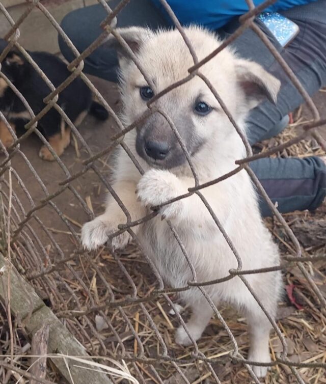 Ukraine puppy rescued