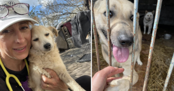 Vet helps dogs in Ukraine