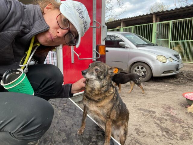 Vet saving Ukraine dogs