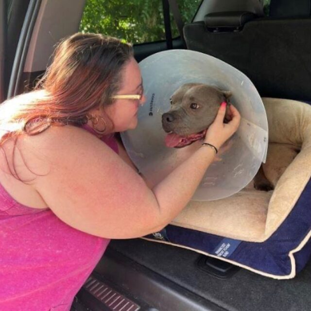 Woman staring at Pit Bull