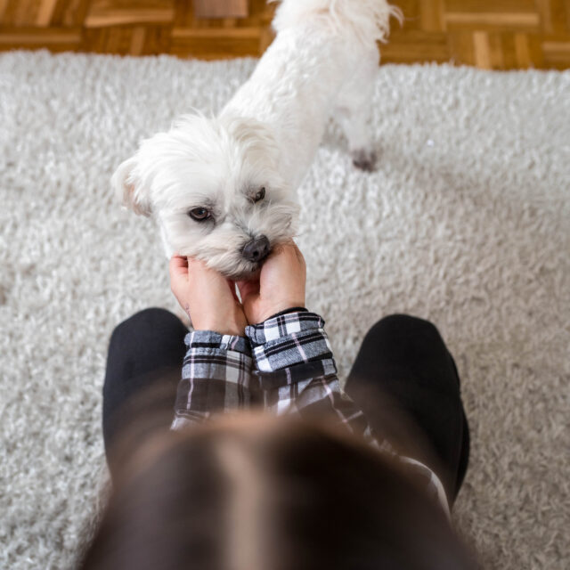 Woman petting white dog