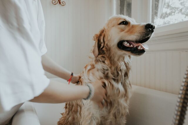 grooming tools for dogs