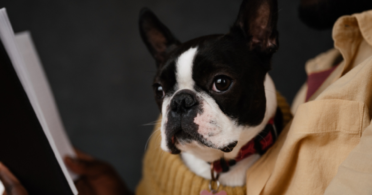 Top 9 Pet Insurance Plans For Boston Terriers (2024)