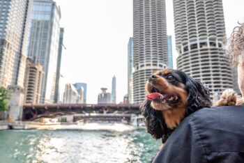 Chicago Pet Insurance